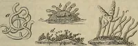 Picture 204 of 209 from Mikroskopische Bilder : Naturansichten aus dem kleinsten Raume ; ein Gemälde des Mikrokosmus in seinen Gestalten und Gesetzen (1853), leaf 440