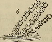 Picture 206 of 209 from Mikroskopische Bilder : Naturansichten aus dem kleinsten Raume ; ein Gemälde des Mikrokosmus in seinen Gestalten und Gesetzen (1853), leaf 440
