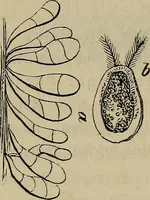Picture 207 of 209 from Mikroskopische Bilder : Naturansichten aus dem kleinsten Raume ; ein Gemälde des Mikrokosmus in seinen Gestalten und Gesetzen (1853), leaf 441