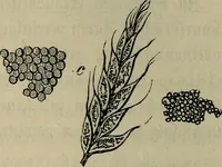 An illustration from Mikroskopische Bilder : Naturansichten aus dem kleinsten Raume ; ein Gemälde des Mikrokosmus in seinen Gestalten und Gesetzen (1853)