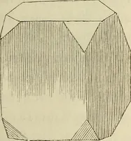 An illustration from Mikroskopische Bilder : Naturansichten aus dem kleinsten Raume ; ein Gemälde des Mikrokosmus in seinen Gestalten und Gesetzen (1853)