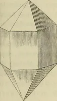 An illustration from Mikroskopische Bilder : Naturansichten aus dem kleinsten Raume ; ein Gemälde des Mikrokosmus in seinen Gestalten und Gesetzen (1853)