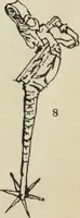 An illustration from MinÄ«atiÍ¡ury KenigsbergskoÄ­ liÍ¡etopisi : arkheologicheskÄ«Ä­ ÄtiÍ¡ud : s prilozhenÄ«em trekh fototipicheskikh tablitÍ¡s (1905)