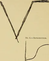Picture 28 of 100 from Mind-reading and beyond (1885), leaf 113
