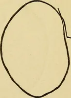 An illustration from Mind-reading and beyond (1885)