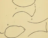 Picture 56 of 100 from Mind-reading and beyond (1885), leaf 126
