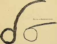 An illustration from Mind-reading and beyond (1885)