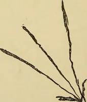 Picture 81 of 100 from Mind-reading and beyond (1885), leaf 147