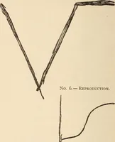 Picture 28 of 97 from Mind-reading and beyond (1885), leaf 113