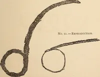Picture 77 of 97 from Mind-reading and beyond (1885), leaf 146