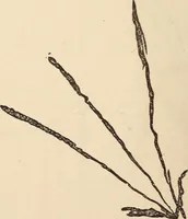 Picture 79 of 97 from Mind-reading and beyond (1885), leaf 147