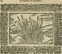 An illustration from Minerua Britanna, or, A garden of heroical deuises, furnished, and adorned with emblemes and impresa's of sundry natures : newly devised, moralized, and published (1612)