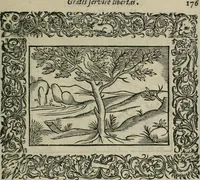 An illustration from Minerua Britanna, or, A garden of heroical deuises, furnished, and adorned with emblemes and impresa's of sundry natures, (1612)
