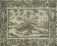 An illustration from Minerua Britanna, or, A garden of heroical deuises, furnished, and adorned with emblemes and impresa's of sundry natures, (1612)