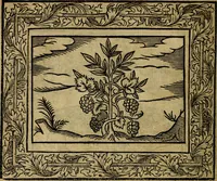 An illustration from Minerva Britanna Or A Garden Of Heroical Deuises, furnished, and adorned with Emblemes and Impresa's of sundry natures (1612)