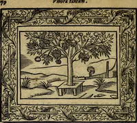 Picture 95 of 256 from Minerva Britanna Or A Garden Of Heroical Deuises, furnished, and adorned with Emblemes and Impresa's of sundry natures (1612), leaf 99