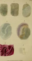 Picture 9 of 13 from The miniature painter's manual containing progressive lessons on the art of drawing and painting likenesses from life on card-board, vellum, and ivory, with concise remarks on the delineation of character and caricature (1844), leaf 55