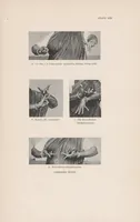 Picture 4 of 4 from The mirror of gesture : being the Abhinaya darpana of Nandikeśvara (1917), leaf 101