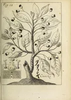 Picture 6 of 15 from Miscellanea Curiosa, sive Ephemiridum Medico-Physicarum Germanicarum Academiae Naturae Curiosorum (1692), leaf 127