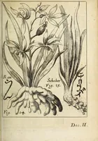 Picture 7 of 15 from Miscellanea Curiosa, sive Ephemiridum Medico-Physicarum Germanicarum Academiae Naturae Curiosorum (1692), leaf 131