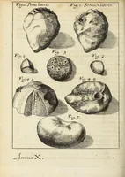Picture 10 of 15 from Miscellanea Curiosa, sive Ephemiridum Medico-Physicarum Germanicarum Academiae Naturae Curiosorum (1692), leaf 564