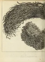 An illustration from Miscellanea Curiosa, sive Ephemiridum Medico-Physicarum Germanicarum Academiae Naturae Curiosorum (1692)