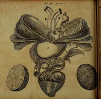 An illustration from Miscellanea Curiosa Medico-Physica Academiae Naturae Curiosorum (1670)
