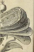 Picture 12 of 35 from Miscellanea Curiosa Medico-Physica Academiae Naturae Curiosorum (1670), leaf 111