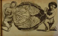 An illustration from Miscellanea Curiosa Medico-Physica Academiae Naturae Curiosorum (1670)