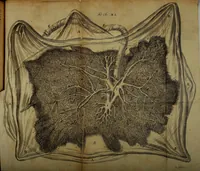 An illustration from Miscellanea Curiosa Medico-Physica Academiae Naturae Curiosorum (1670)