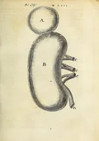 An illustration from Miscellanea Curiosa Medico-Physica Academiae Naturae Curiosorum (1670)