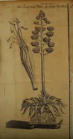 An illustration from Miscellanea Curiosa Medico-Physica Academiae Naturae Curiosorum (1670)