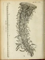 An illustration from Miscellanea Curiosa Medico-Physica Academiae Naturae Curiosorum (1670)
