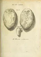 Picture 22 of 35 from Miscellanea Curiosa Medico-Physica Academiae Naturae Curiosorum (1670), leaf 296