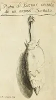 Picture 28 of 35 from Miscellanea Curiosa Medico-Physica Academiae Naturae Curiosorum (1670), leaf 329