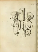 An illustration from Miscellanea Curiosa Medico-Physica Academiae Naturae Curiosorum (1670)