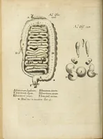 An illustration from Miscellanea Curiosa Medico-Physica Academiae Naturae Curiosorum (1670)