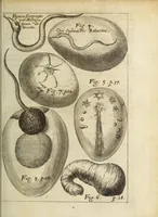 An illustration from Miscellanea Curiosa, sive Ephemiridum Medico-Physicarum Germanicarum Academiae Naturae Curiosorum (1683)
