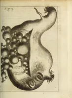 An illustration from Miscellanea Curiosa, sive Ephemiridum Medico-Physicarum Germanicarum Academiae Naturae Curiosorum (1683)