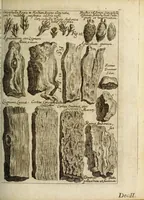Picture 5 of 29 from Miscellanea Curiosa, sive Ephemiridum Medico-Physicarum Germanicarum Academiae Naturae Curiosorum (1683), leaf 125