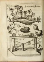 Picture 6 of 29 from Miscellanea Curiosa, sive Ephemiridum Medico-Physicarum Germanicarum Academiae Naturae Curiosorum (1683), leaf 154