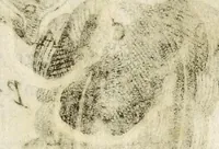 An illustration from Miscellanea Curiosa, sive Ephemiridum Medico-Physicarum Germanicarum Academiae Naturae Curiosorum (1683)