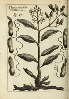 Picture 14 of 29 from Miscellanea Curiosa, sive Ephemiridum Medico-Physicarum Germanicarum Academiae Naturae Curiosorum (1683), leaf 470