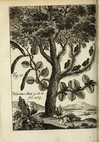 Picture 15 of 29 from Miscellanea Curiosa, sive Ephemiridum Medico-Physicarum Germanicarum Academiae Naturae Curiosorum (1683), leaf 480