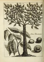 Picture 16 of 29 from Miscellanea Curiosa, sive Ephemiridum Medico-Physicarum Germanicarum Academiae Naturae Curiosorum (1683), leaf 484