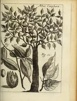 An illustration from Miscellanea Curiosa, sive Ephemiridum Medico-Physicarum Germanicarum Academiae Naturae Curiosorum (1683)