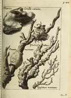 Picture 18 of 29 from Miscellanea Curiosa, sive Ephemiridum Medico-Physicarum Germanicarum Academiae Naturae Curiosorum (1683), leaf 527