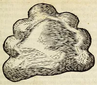 Picture 2 of 29 from Miscellanea Curiosa, sive Ephemiridum Medico-Physicarum Germanicarum Academiae Naturae Curiosorum (1683), leaf 71