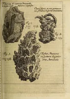 An illustration from Miscellanea Curiosa, sive Ephemiridum Medico-Physicarum Germanicarum Academiae Naturae Curiosorum (1694)