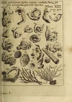 An illustration from Miscellanea Curiosa, sive Ephemiridum Medico-Physicarum Germanicarum Academiae Naturae Curiosorum (1694)